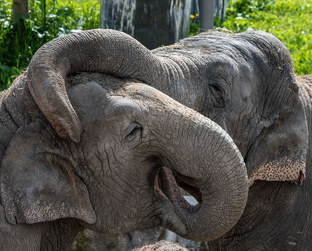 Zwei Elefanten aus dem Kinderzoo Knie in Rapperswil